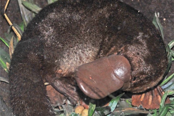 ornitorrinco huevos
